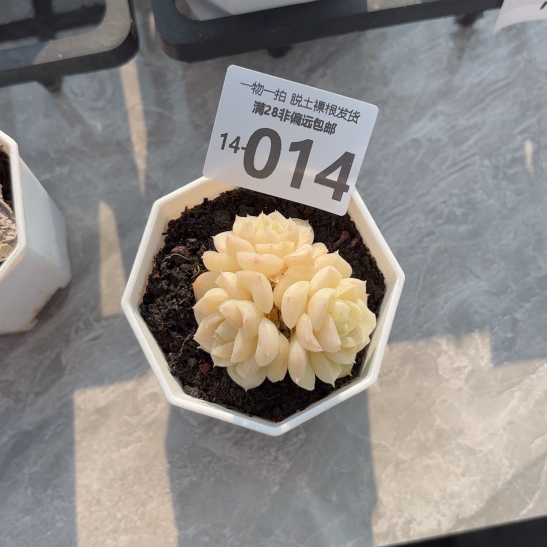 白天鹅多肉多肉多肉