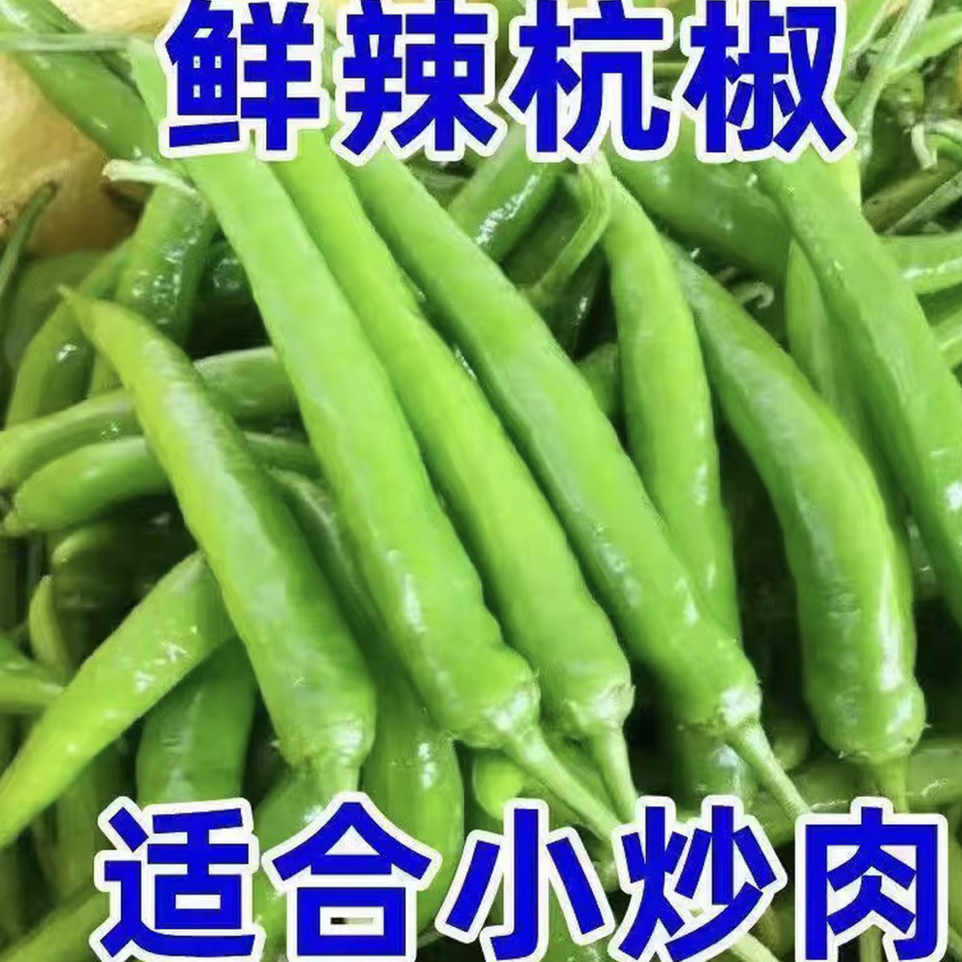 【产地直发】杭椒新鲜现摘现发农家白辣椒青椒尖椒泡椒虎皮辣椒中辣