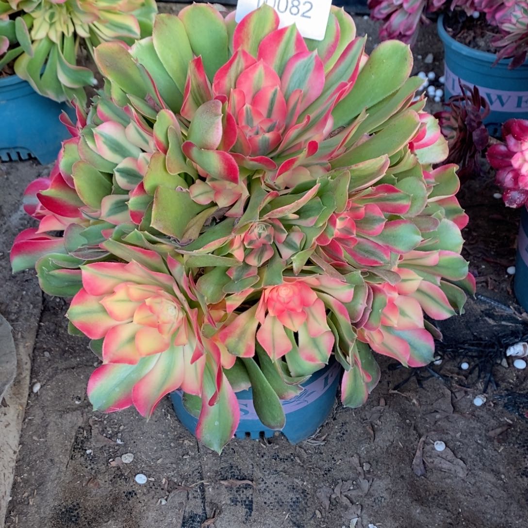 香妃多肉1克10082号多肉