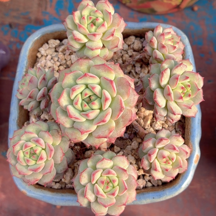 多肉植物 熊猫脸-4