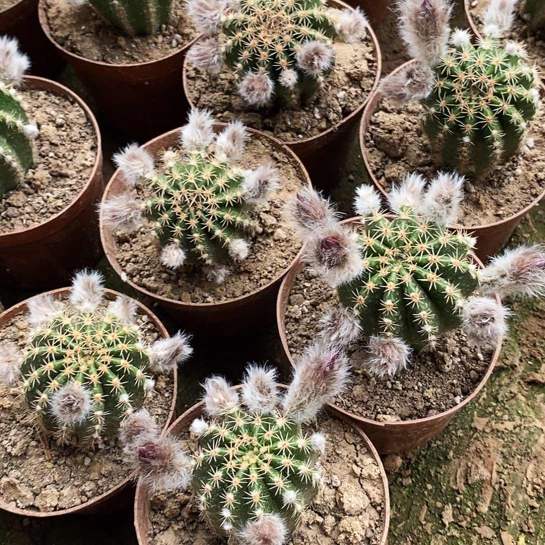 彩61号带盆发货20包邮