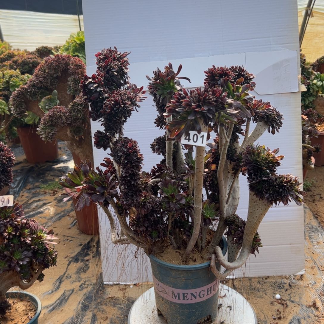 有伤黑缀401一颗