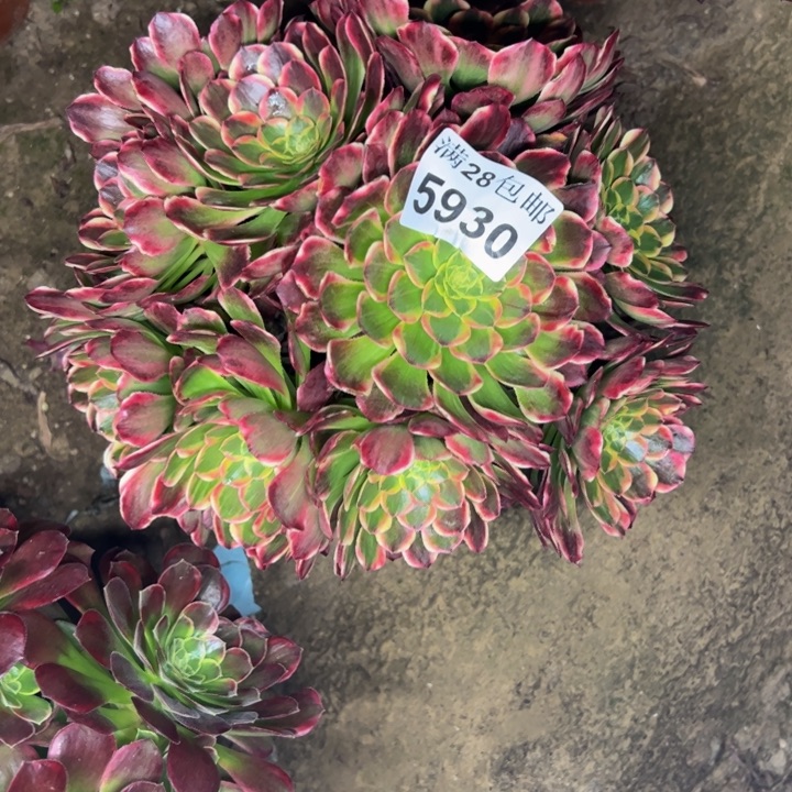 5930朝霞多肉植物