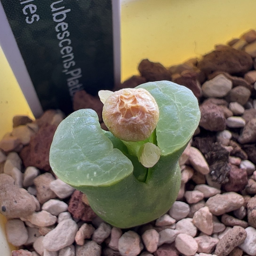 48。稀有编号翡翠绿翻窗