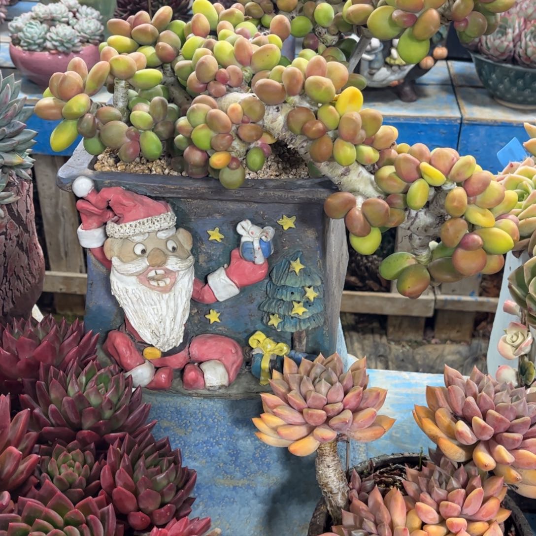 哎***哒多肉植物保护研究所所长