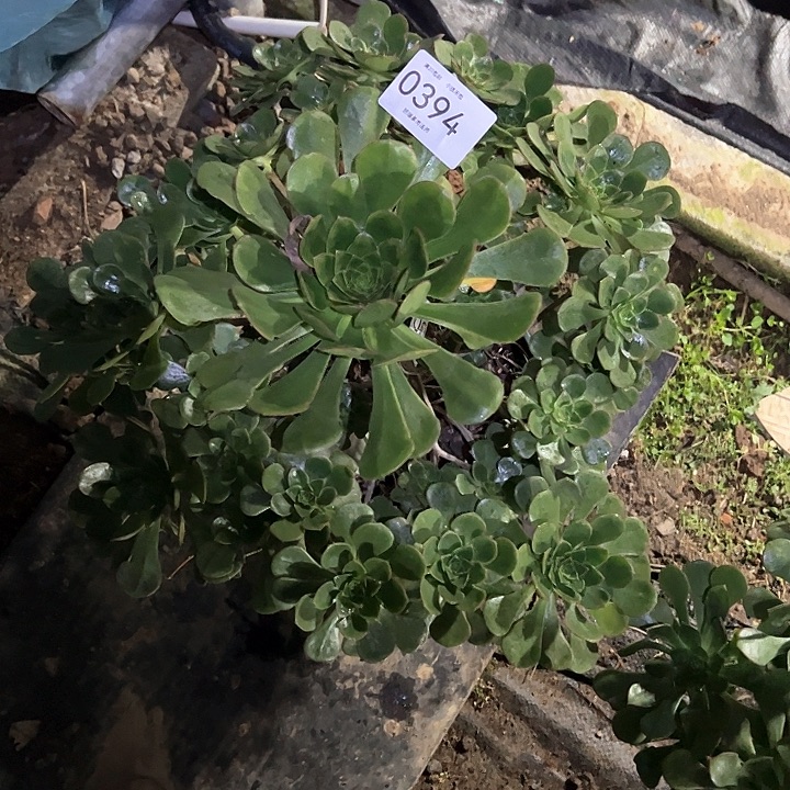 馨***怡0394彩蝶多肉植物