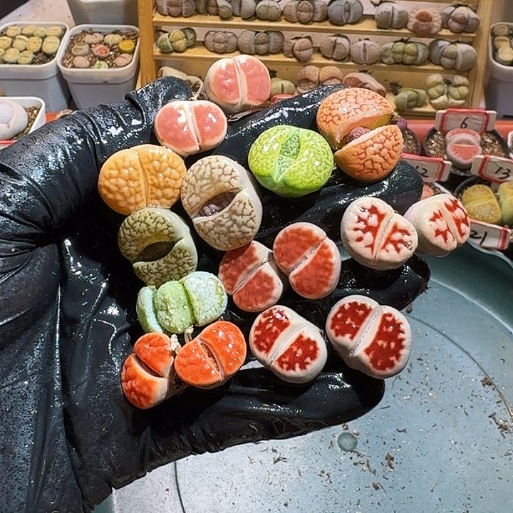 生石花223:：。 87