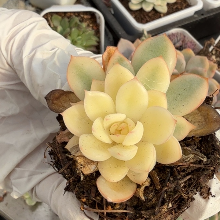 雨燕座锦多肉植物