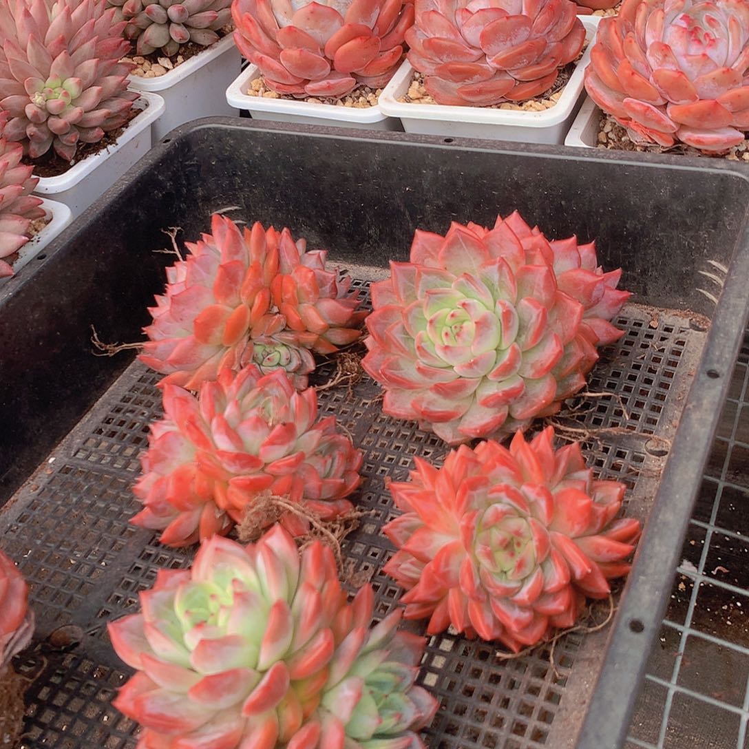 红鸾群00000000000000