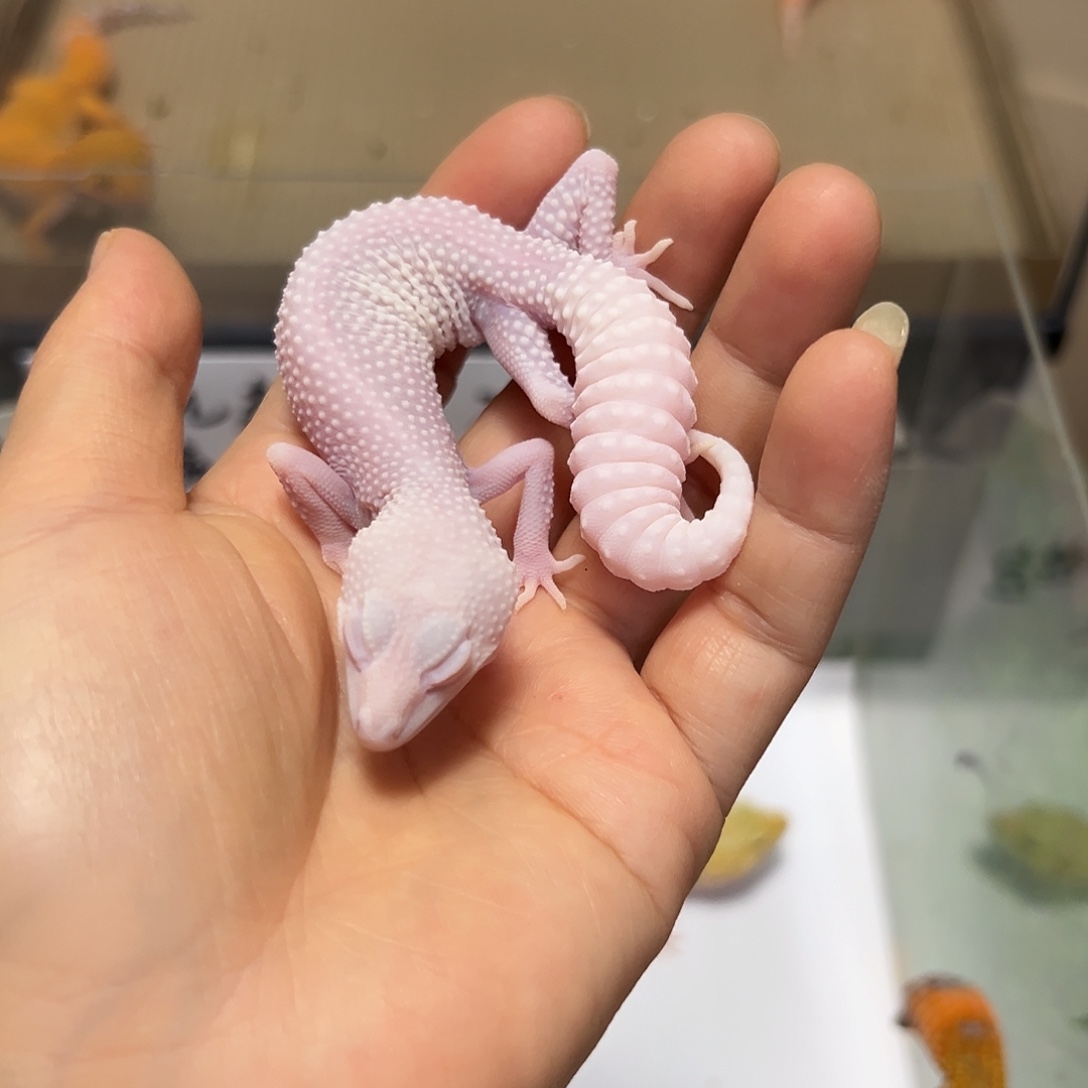 豹纹守宫豹纹守宫