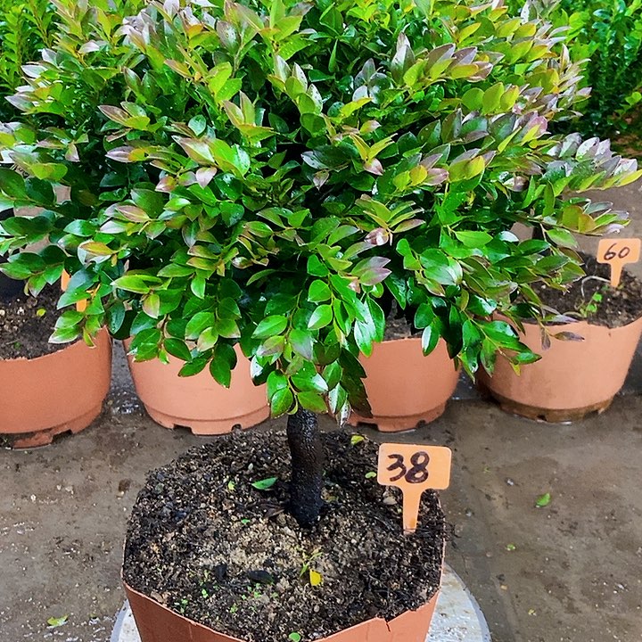 完全开放小叶紫檀木