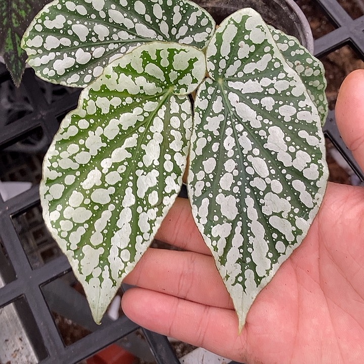 完全开放胡安妮塔