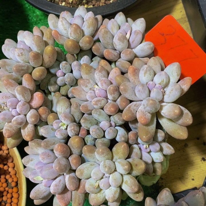 这么多钱干的出来嘛