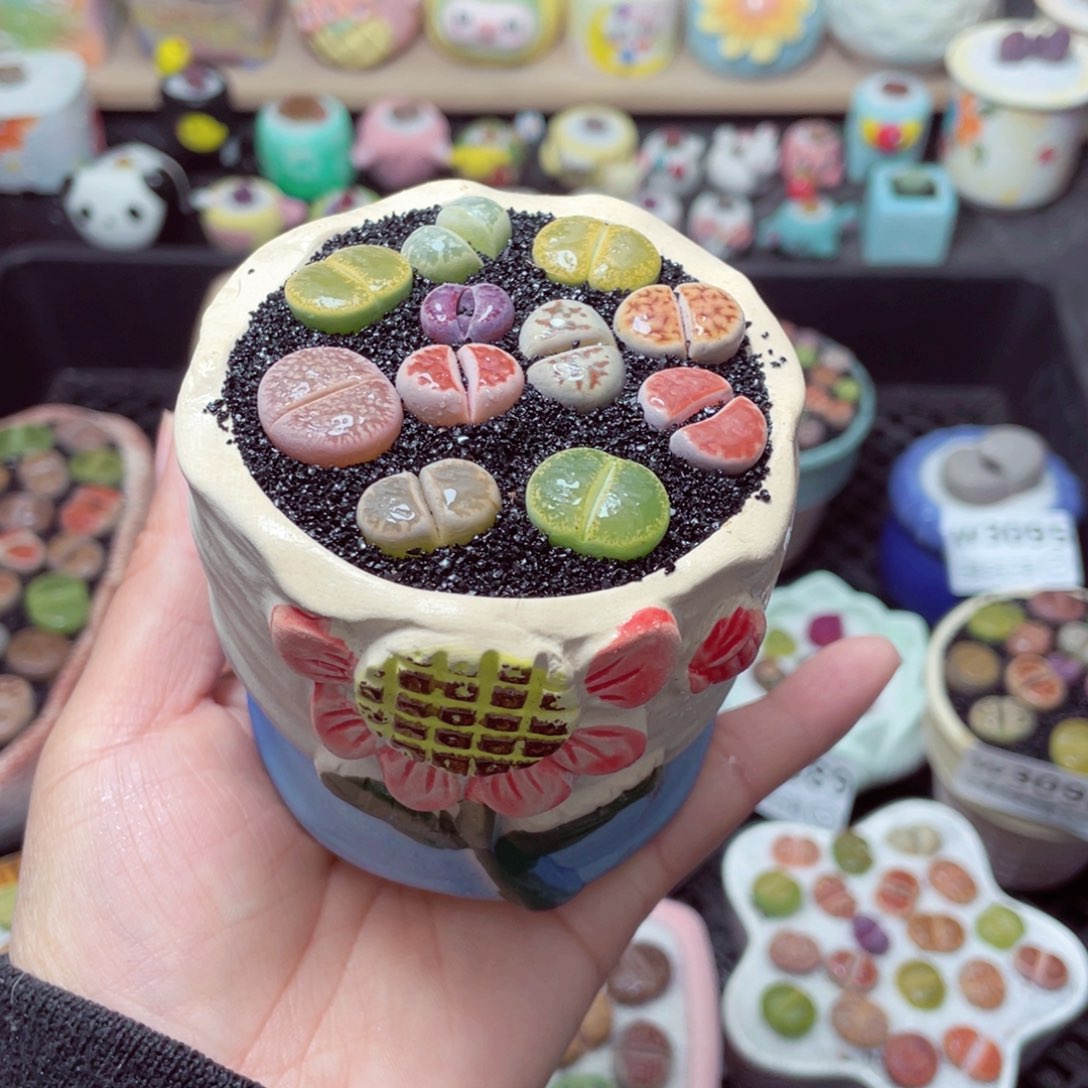 w3100 带盆土发货-零下地区拍保温箱