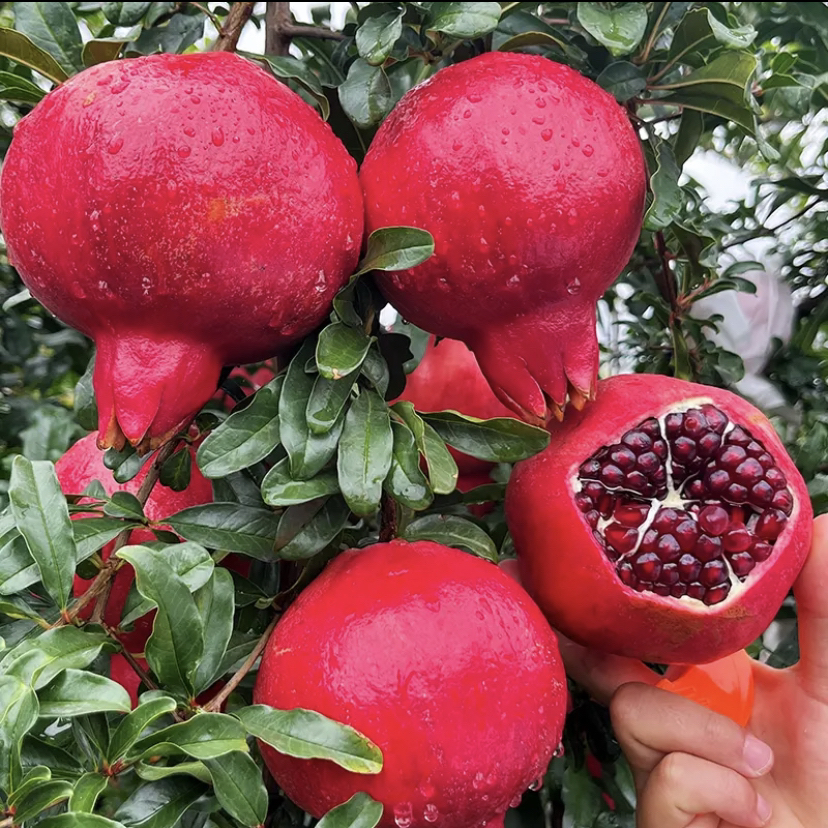 蒙阳红 红如意大果红皮甜石榴树苗石榴一物一拍。