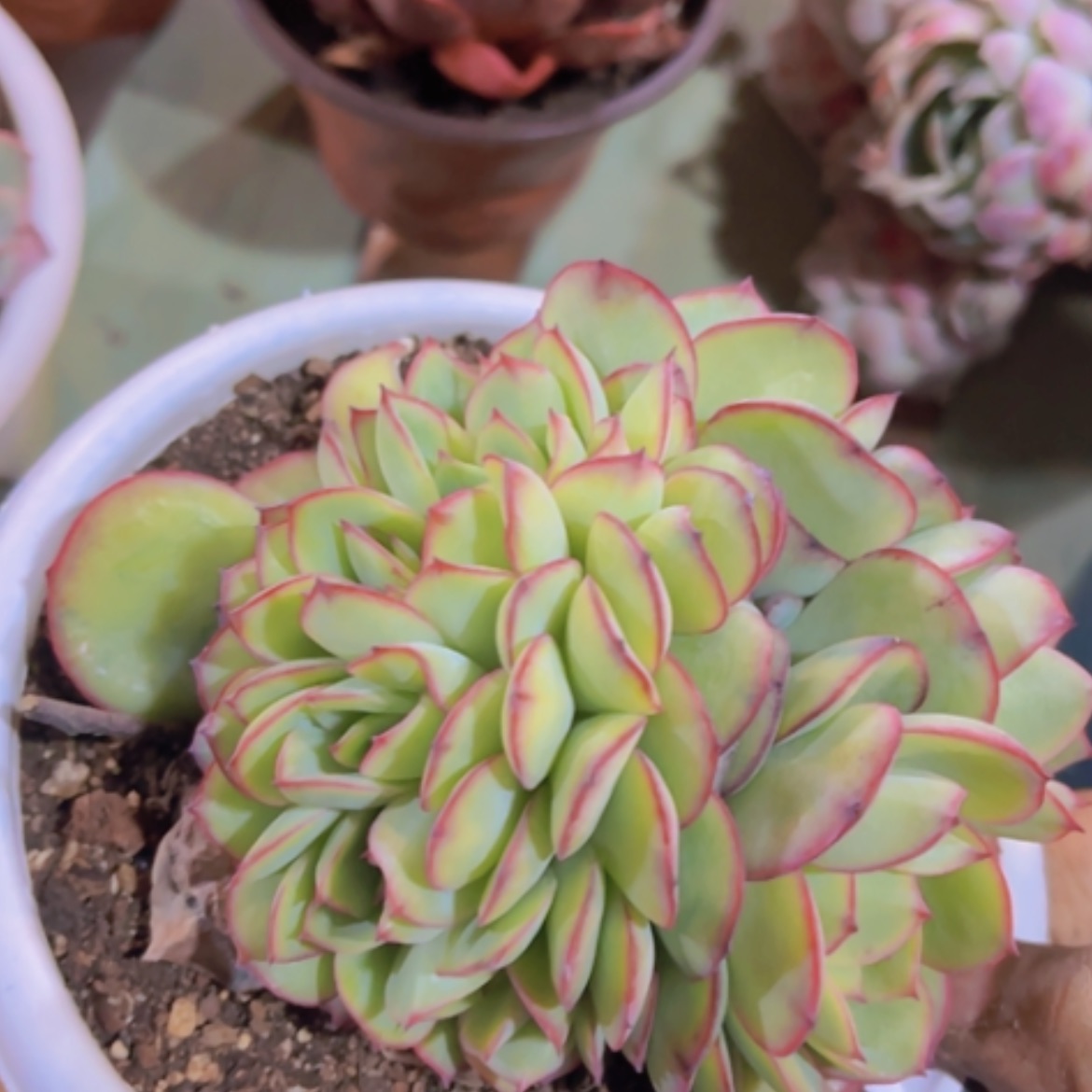 【闪购商品】牡丹亭缀03349