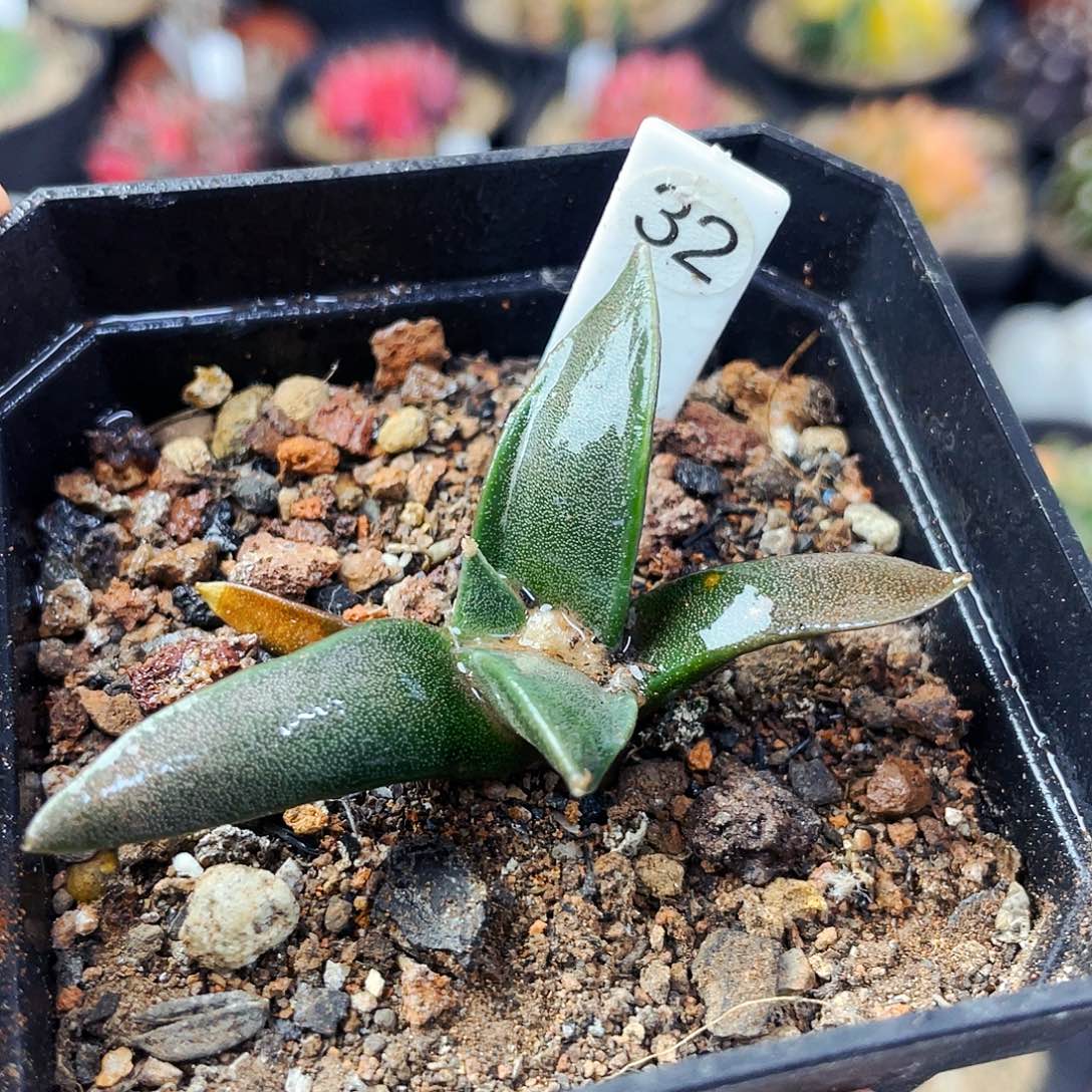 非偏远地区满25包邮仙人球