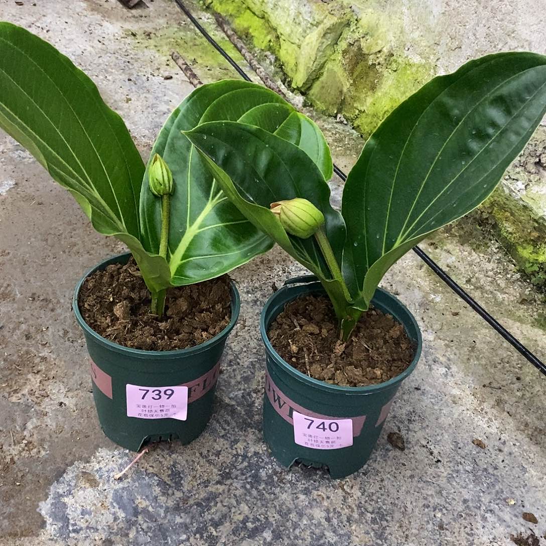 木本植物?**?木本花卉739.740