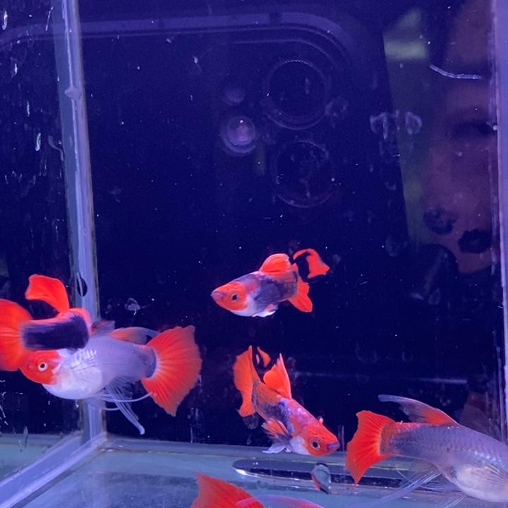 孔雀鱼蓝贵族大c3对