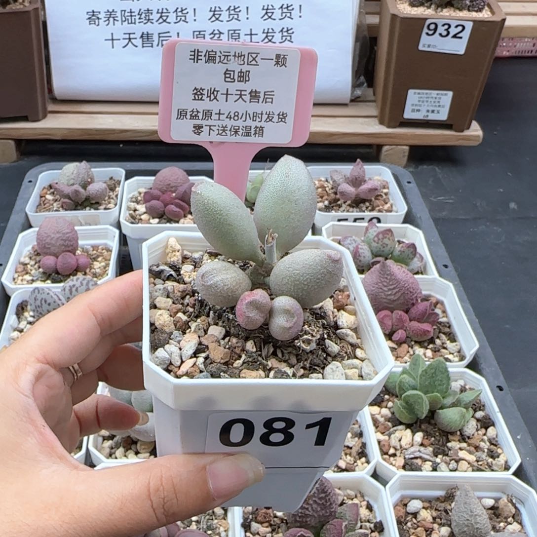 081哈密瓜多肉植物