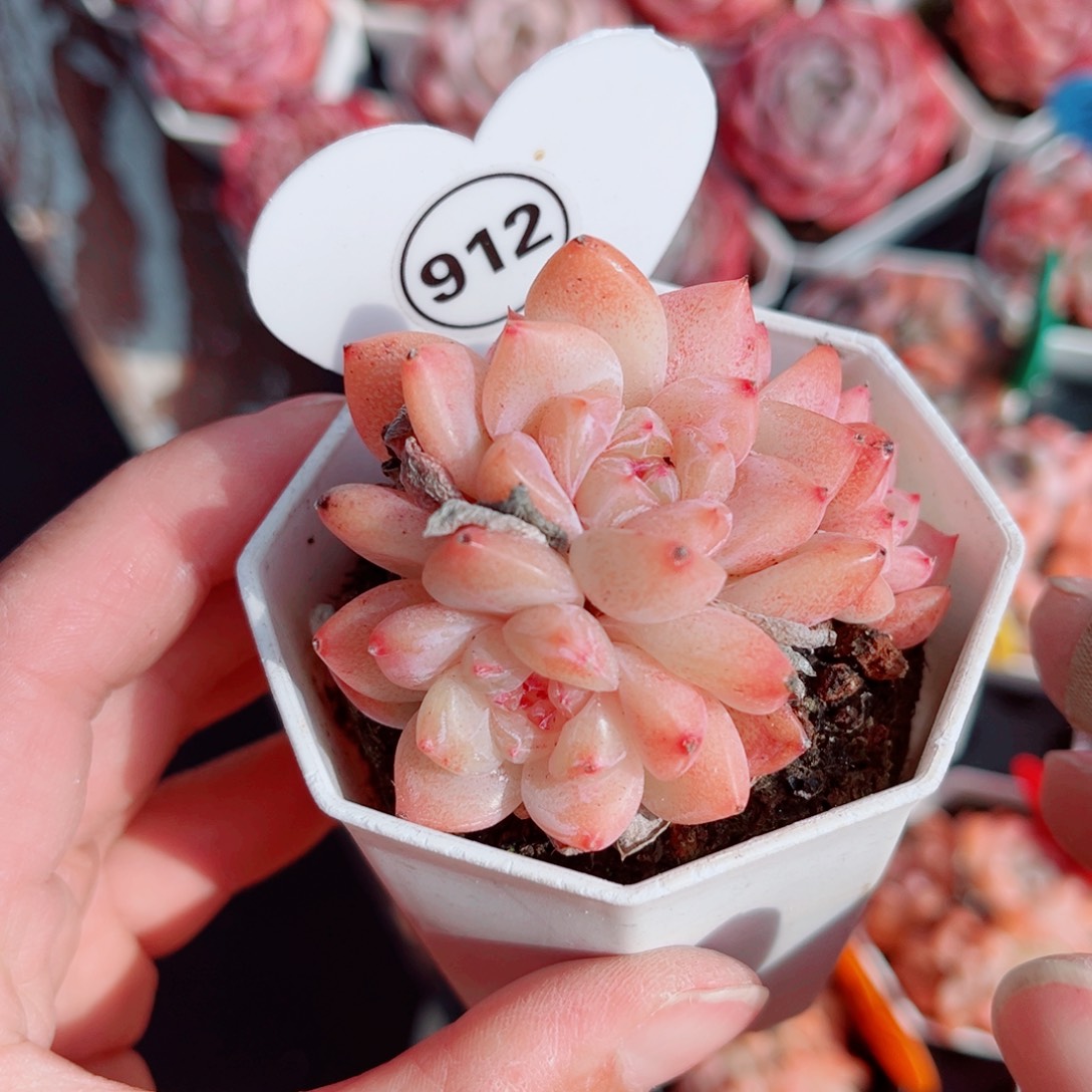 912号小老桩糖心群