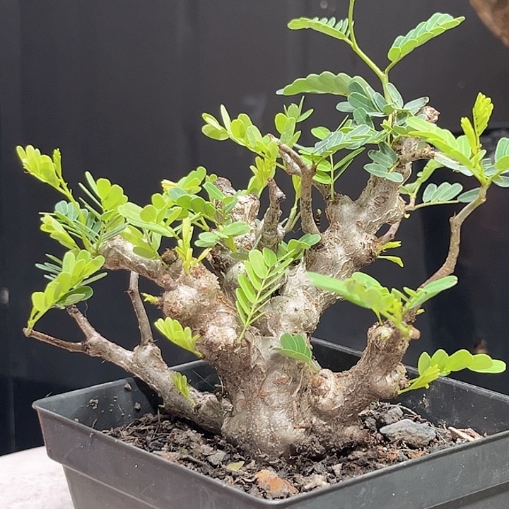 3念珠苏木哈哈哈哈哈哈哈