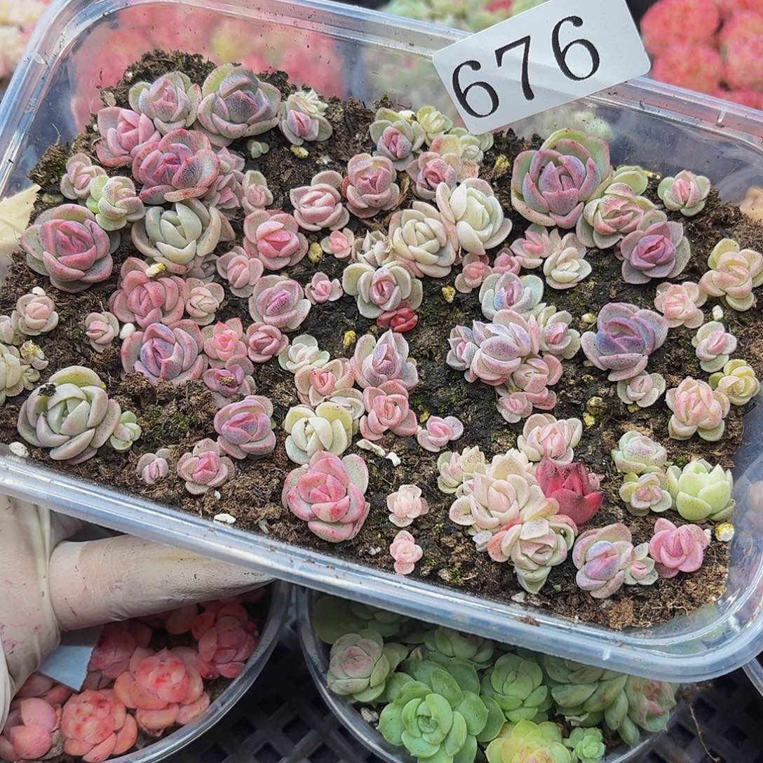 多肉植物多肉植物676