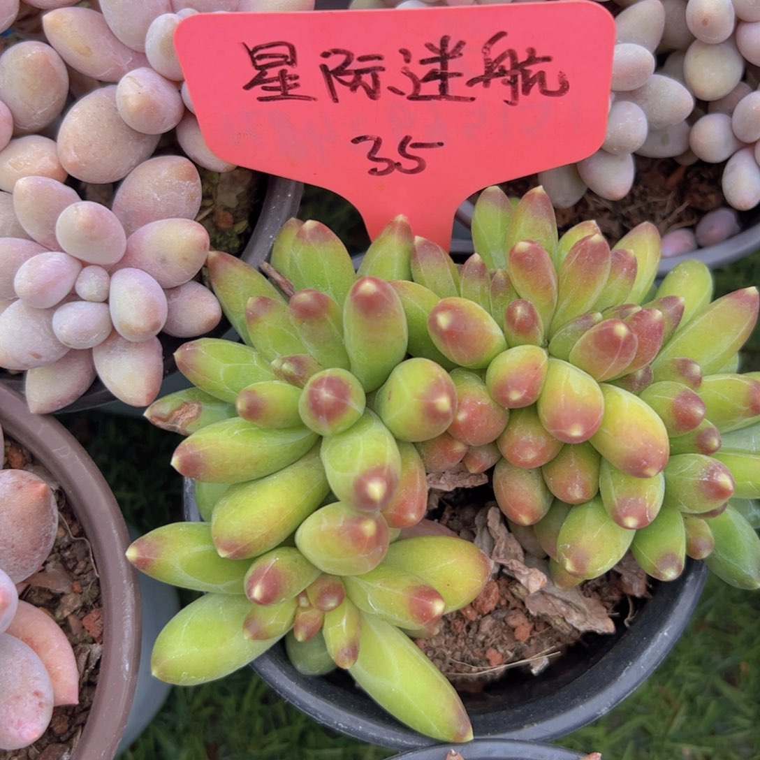 香玉的故事是一个人的故事