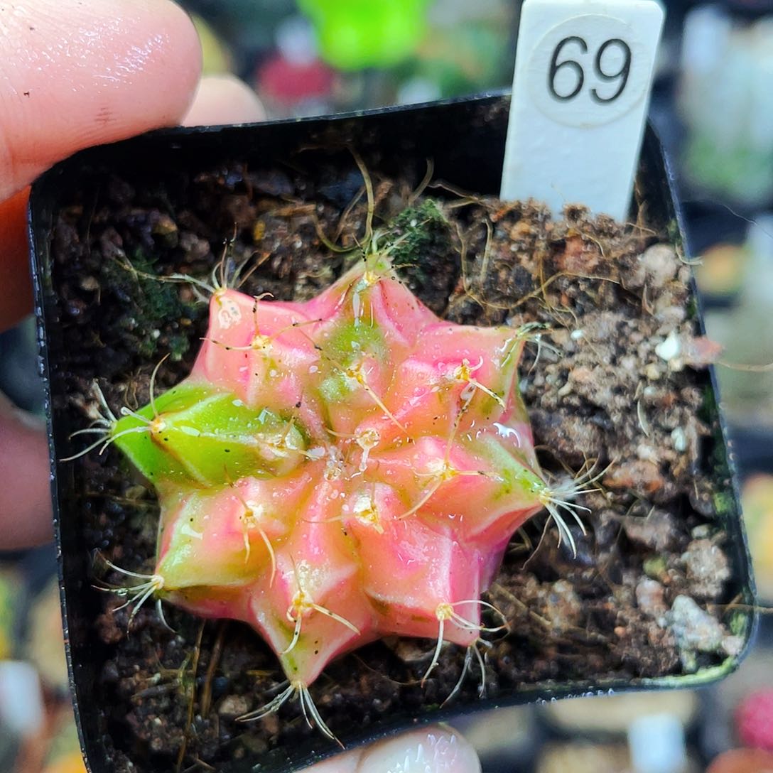 非偏远地区满25包邮仙人球