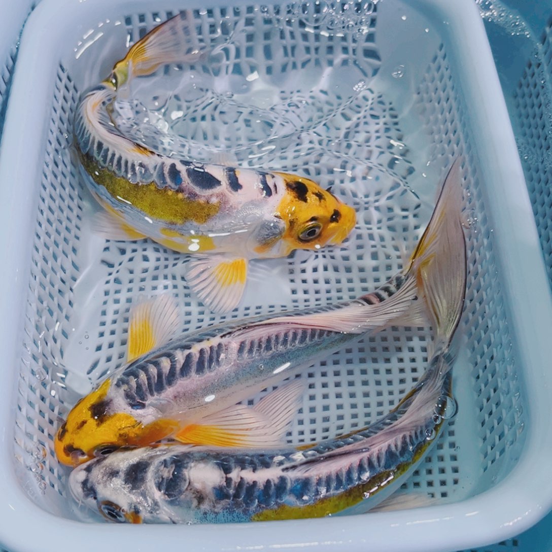 锦鲤锦鲤冷水观赏鱼144