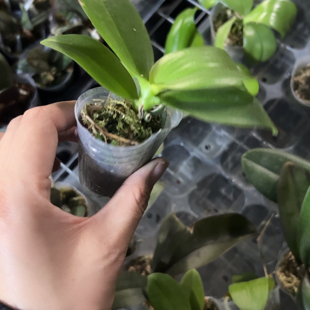 当前无花栽培后可以开花048微瑕1.7宝宝苗根少