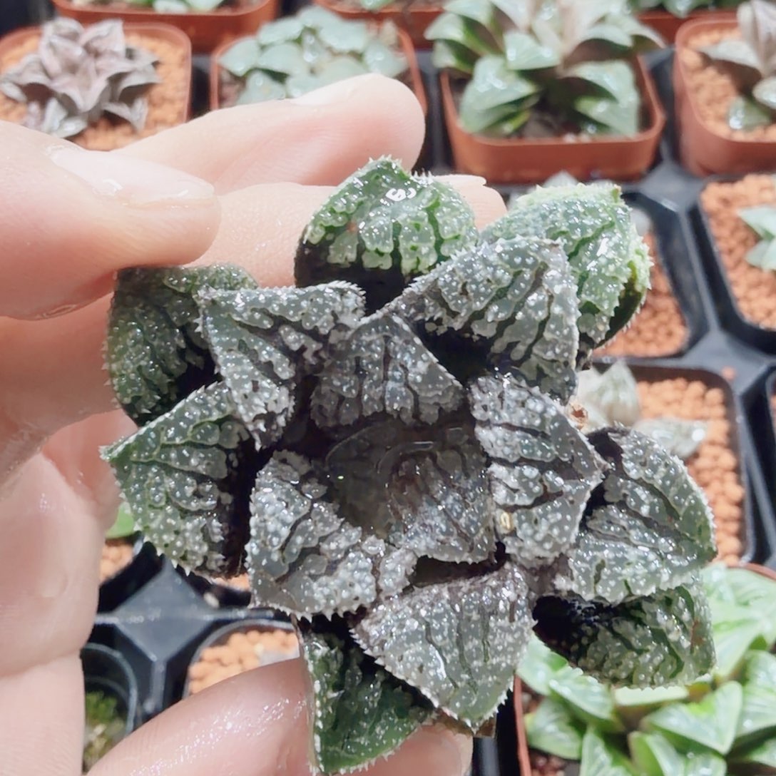 可***爷无花朵十二卷开播福利裸根