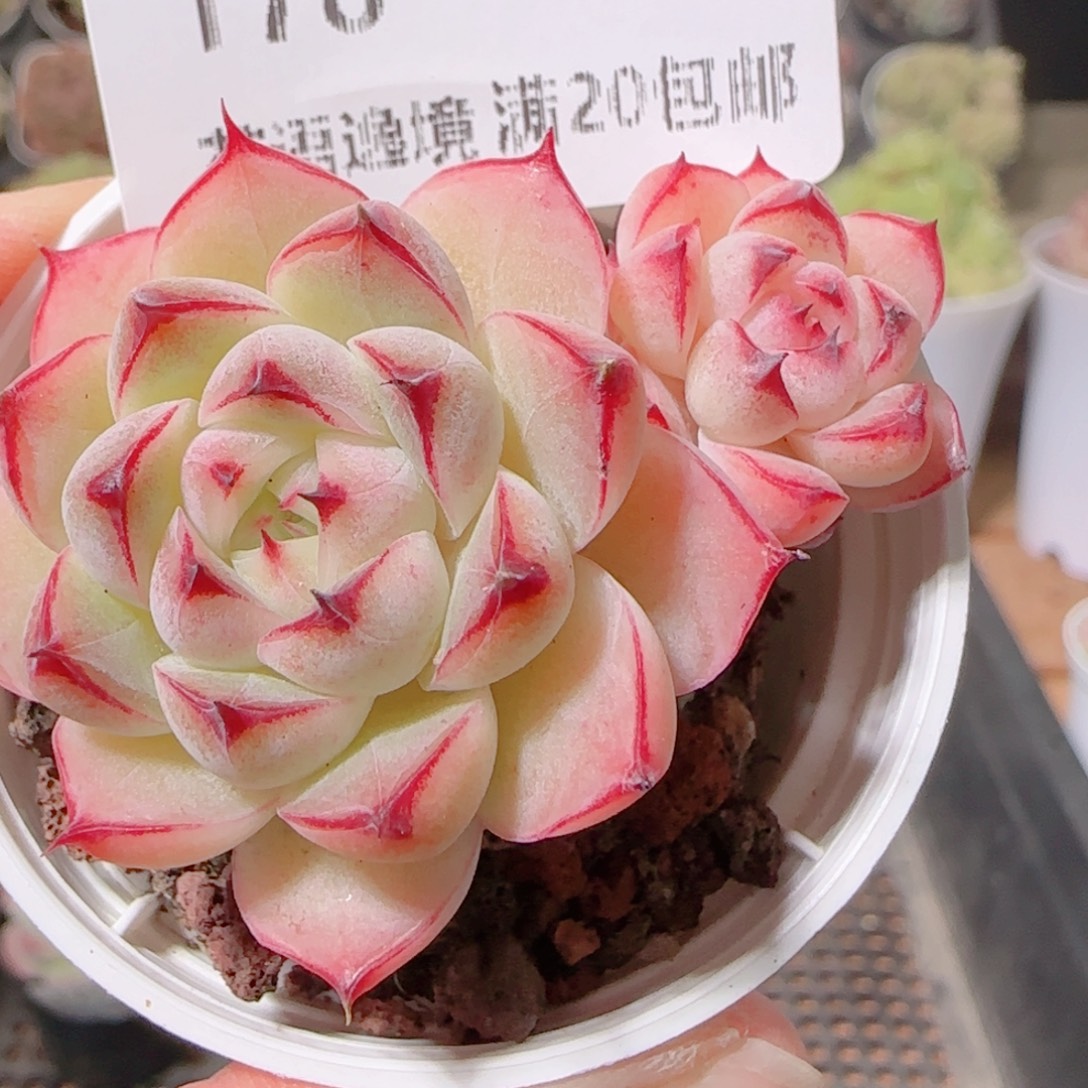 花语多肉1203-178