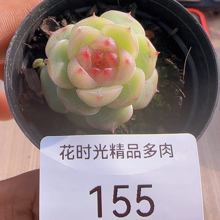 花时光精品多肉155