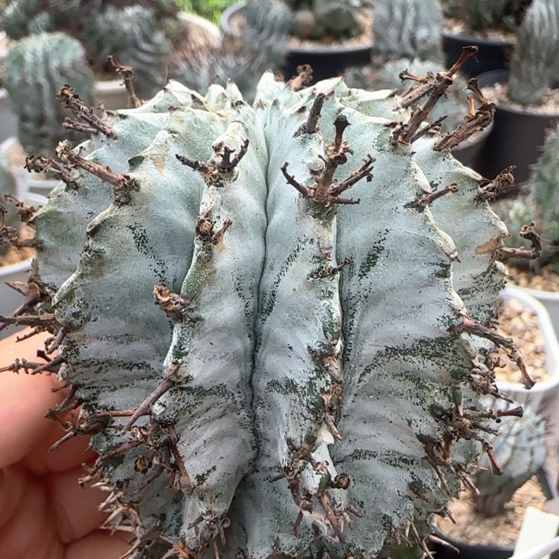 太白肌白衣魁伟玉