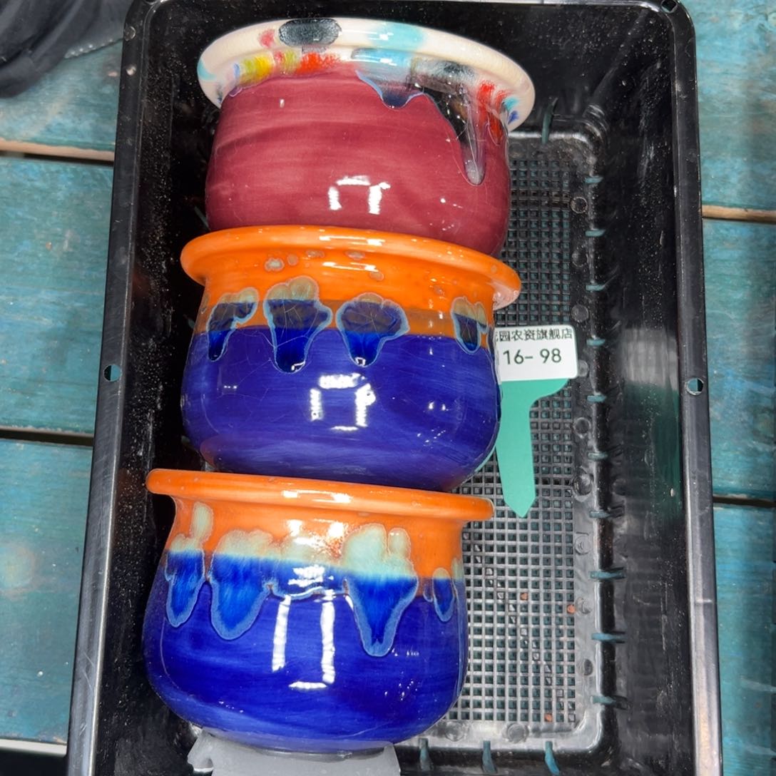 多肉精选编号0116.98