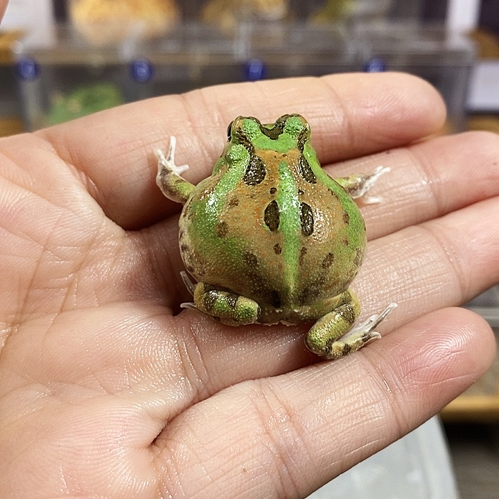 荧***荧角蛙938号微瑕疵波子角蛙