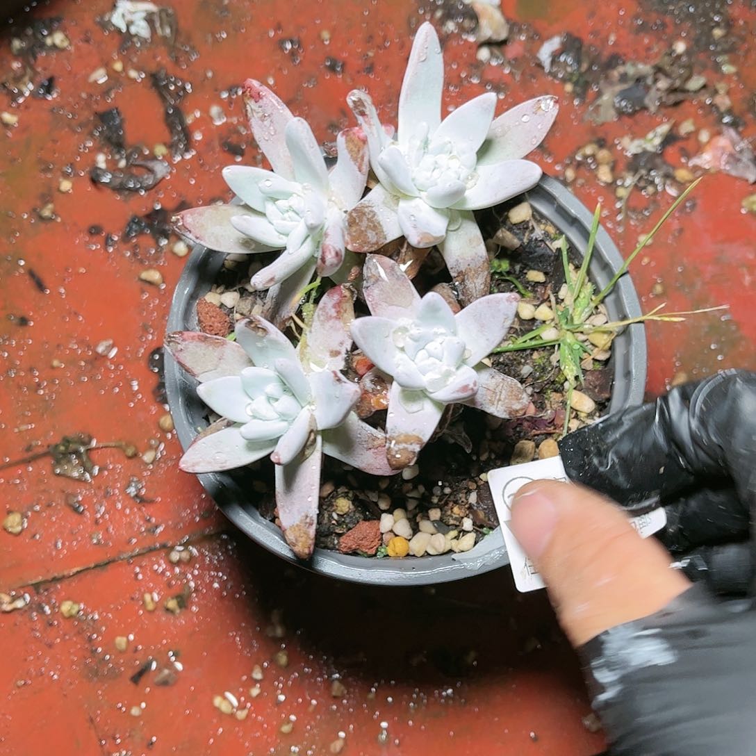 9414刘丹白毫仙女杯多肉