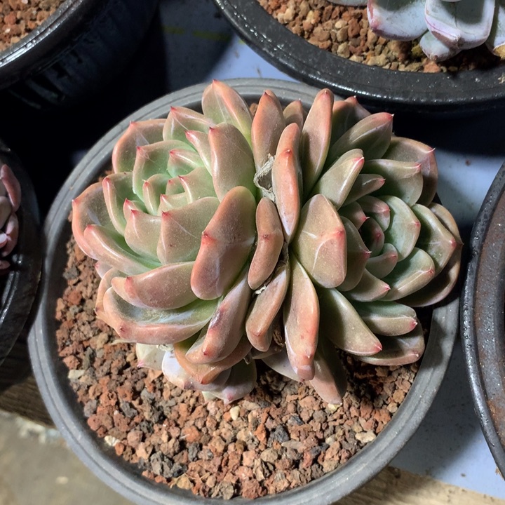 红酒香槟，一物一拍