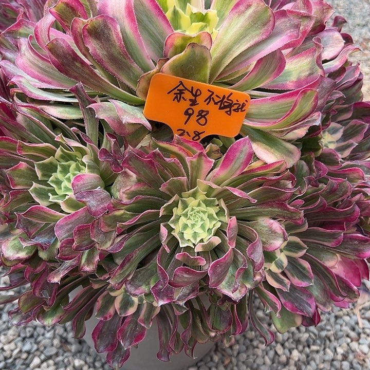 余****就余生绿舞一个
