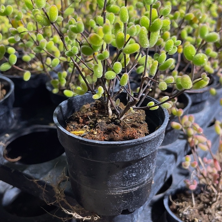 紫彩糖球2.8带盆土发