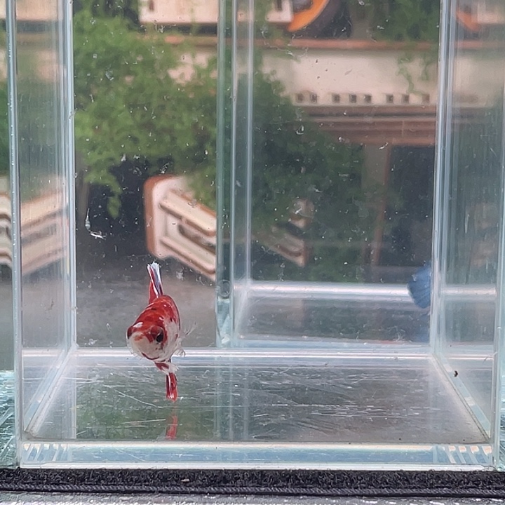 斗鱼听风观赏斗鱼