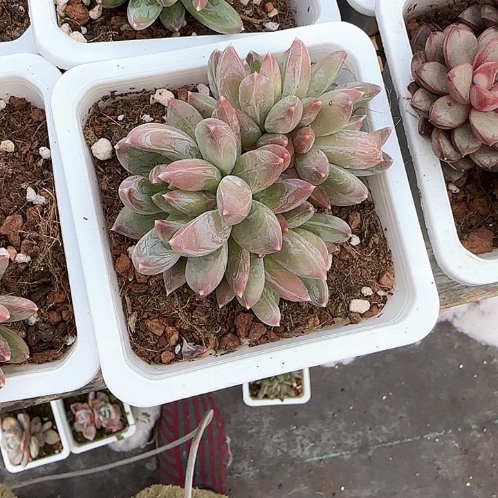 青蛙王子儿童牙膏111