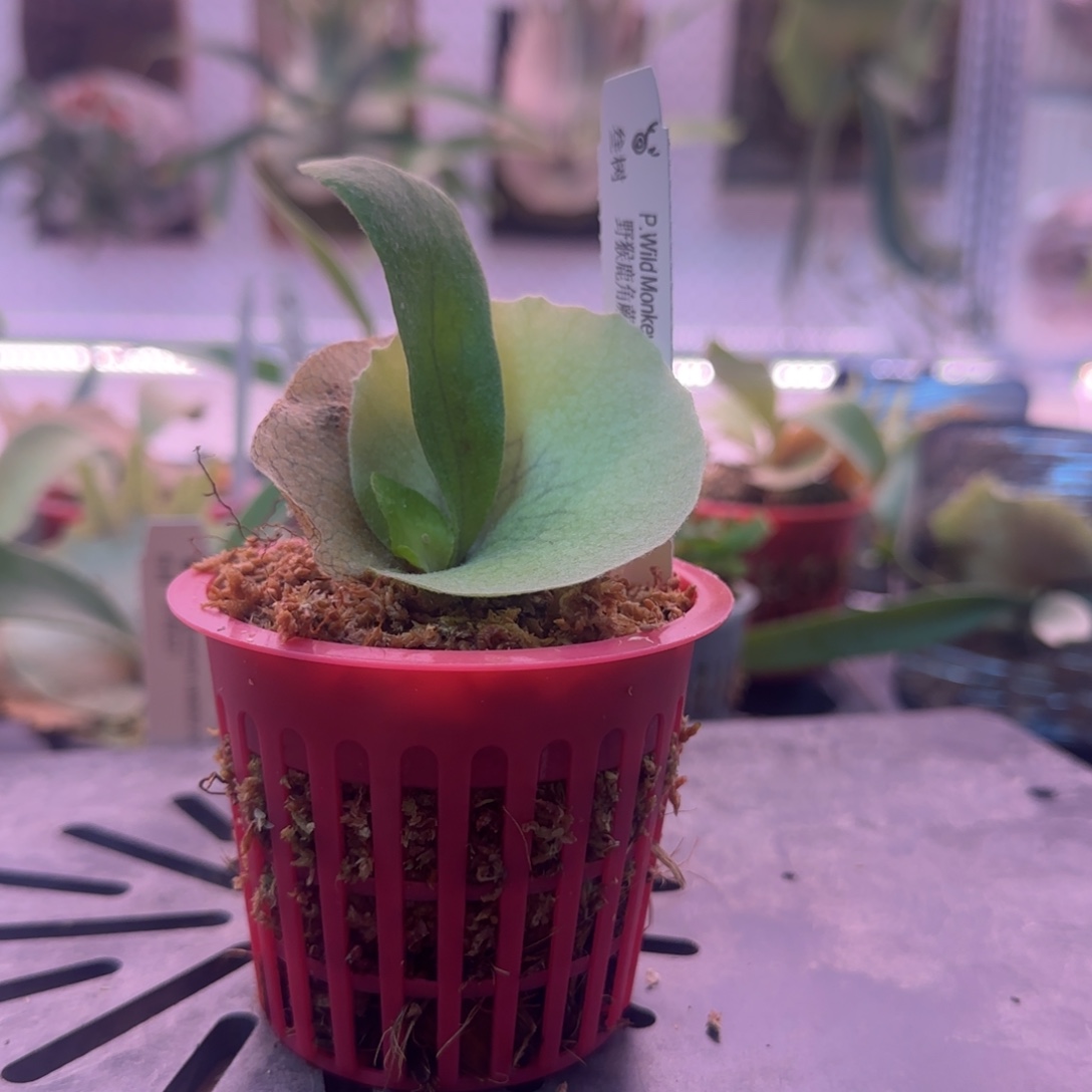 野猴鹿角蕨孢子苗