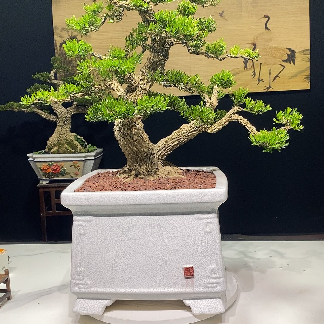 当前无花朵，栽培后可花朵