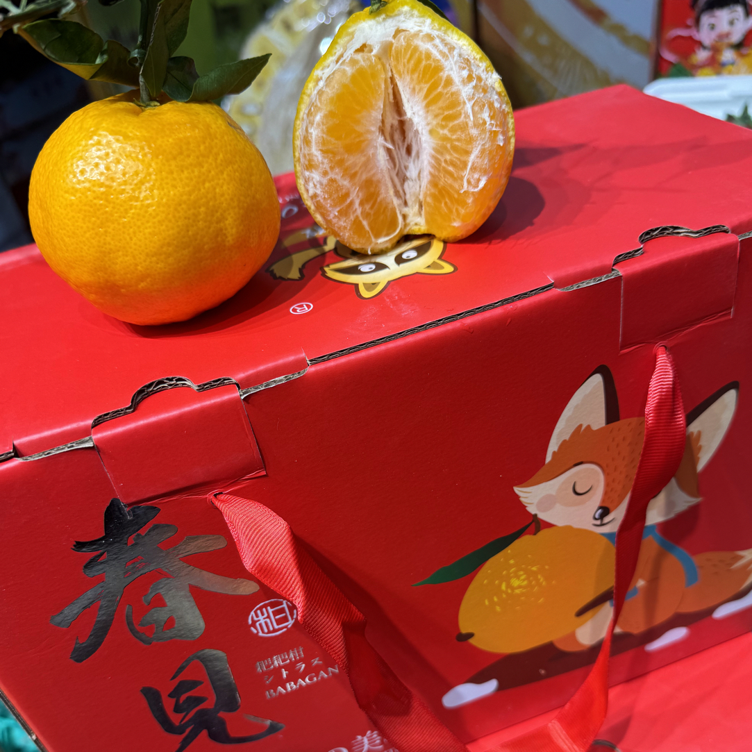金狐狸春见耙耙柑一箱5斤左右纯甜口汁水丰富云南省