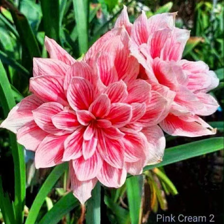 朱顶红【奶油2小苗】1+左右 只包对版，不包后期养护！