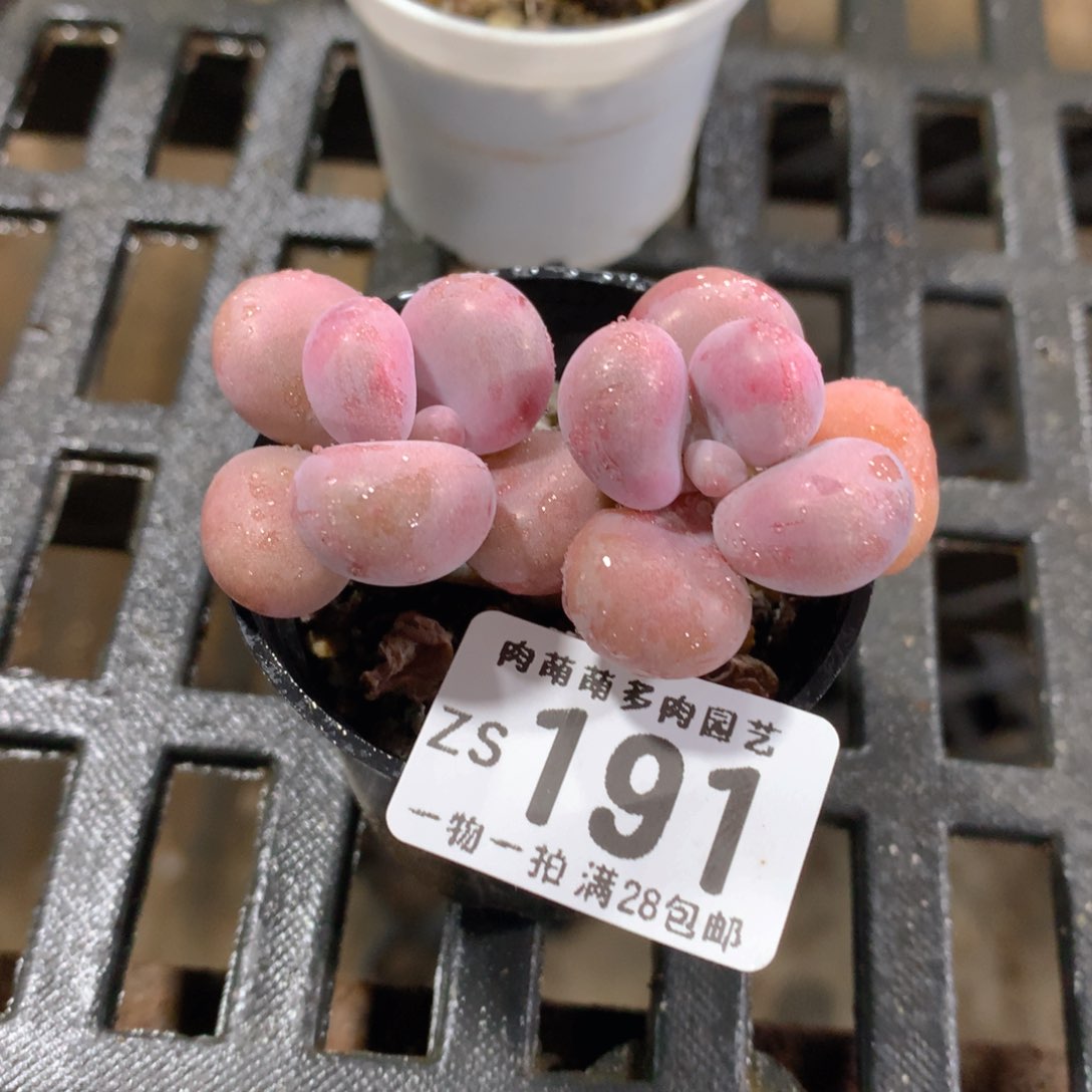 肉萌萌拇指盆精控多肉ZS191