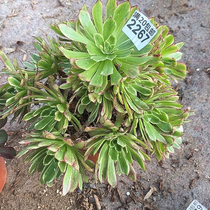 2267 一颗红腹轮法师