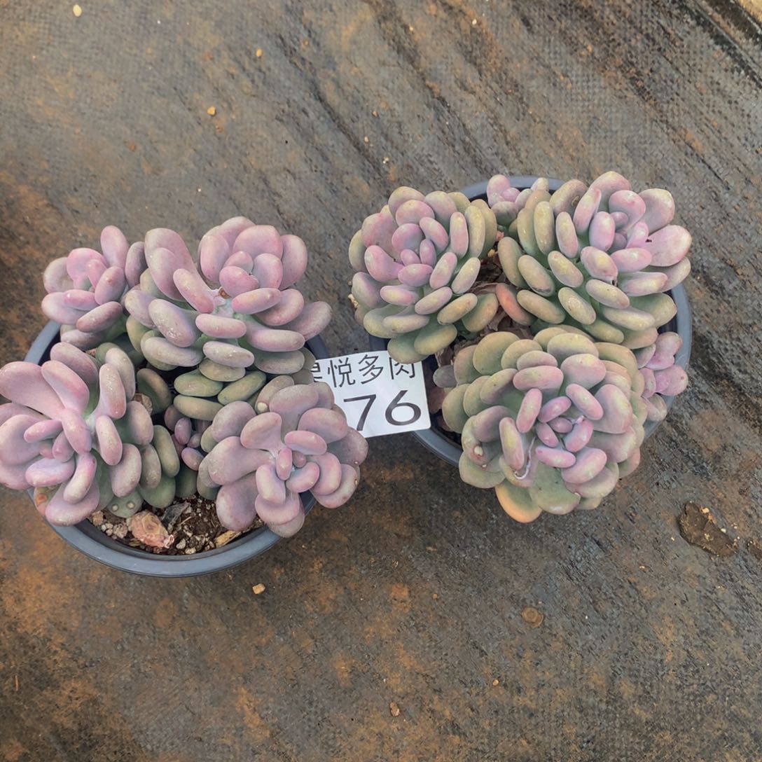 点***福星悦多肉 月美人576